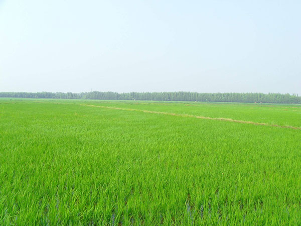 稻香米种植