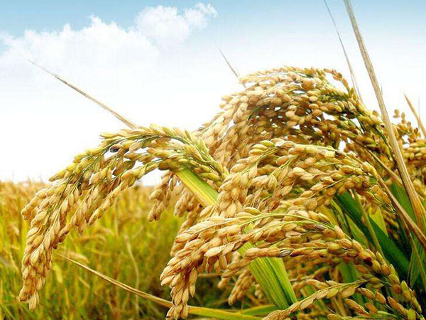 长沙优质有机稻花香米价格