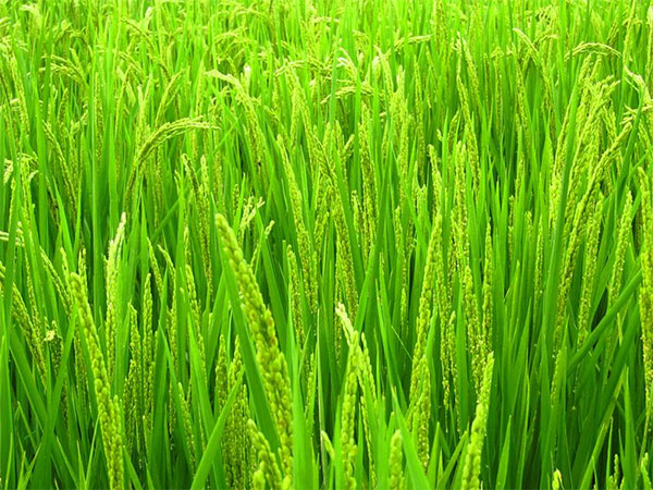 贵州优质生态大米价格